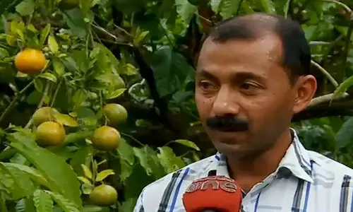 വയനാട്ടില്‍ ഓറഞ്ച് വിളവെടുപ്പ് കാലം