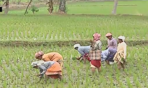 നെല്‍വയല്‍ നികത്തുന്നത് ജാമ്യമില്ലാ കുറ്റമാകുന്നു