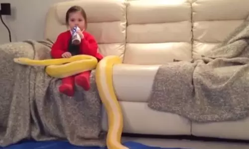 പെരുമ്പാമ്പിനെ മടിയിലിരുത്തി പാല് കുടിക്കുന്ന പെണ്കുട്ടി; വീഡിയോ വൈറല് പെരുമ്പാമ്പിനെ മടിയിലിരുത്തി പാല് കുടിക്കുന്ന പെണ്കുട്ടി; വീഡിയോ വൈറല്