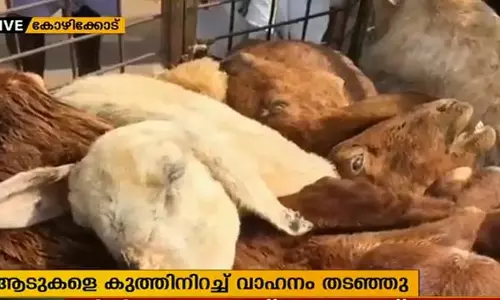 ആടുകളെ കുത്തിനിറച്ച് കൊണ്ടുവന്ന വാഹനം നാട്ടുകാര്‍ പിടികൂടി