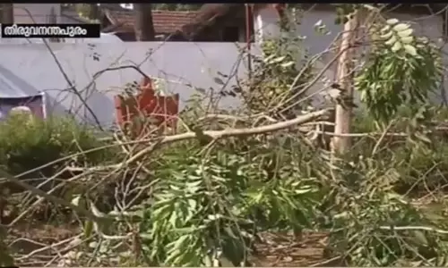 ദലിത് കോളനിക്ക് മുന്നിലെ കണിക്കൊന്ന ബിജെപി പ്രവര്‍ത്തകര്‍ വെട്ടി നശിപ്പിച്ചെന്ന് പരാതി