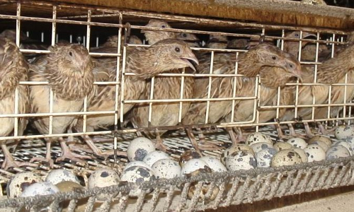 കാടകൃഷിയിലെ കോഴിക്കോടന്‍ മാതൃക