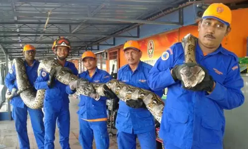 ലോകത്തിലെ ഏറ്റവും നീളംകൂടിയ പെരുമ്പാമ്പ് ചത്തു