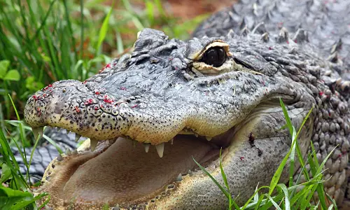 രക്ഷിതാക്കളുടെ കണ്‍മുന്നില്‍ വെച്ച് 2 വയസ്സുകാരനെ മുതല പിടിച്ചു