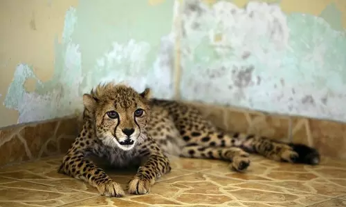 വന്യജീവികളെ വീട്ടില്‍ വളര്‍ത്തുന്നതിന് യുഎഇയില്‍ വിലക്ക്