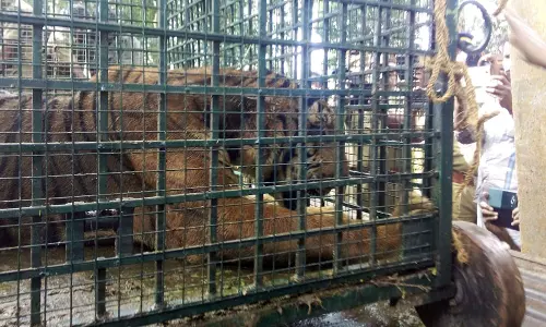 വയനാട്ടില്‍ ജനവാസ മേഖലയില്‍ ഇറങ്ങിയ കടുവയെ പിടികൂടി