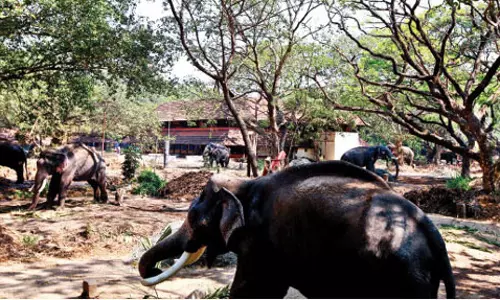 ഗുരുവായൂരില് ഇനി ആനകള്ക്ക് സുഖചികിത്സയുടെ നാളുകള് ഗുരുവായൂരില് ഇനി ആനകള്ക്ക് സുഖചികിത്സയുടെ നാളുകള്