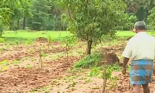 ജലദൌര്‍ലഭ്യം പാലക്കാട് തമിഴ്നാട് അതിര്‍ത്തി മേഖലയിലെ കര്‍ഷകര്‍ മാവ് കൃഷിയിലേക്ക് മാറുന്നു