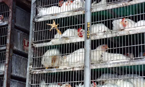 കോഴി നികുതിവെട്ടിപ്പ്: അന്വേഷണം ഉദ്യോഗസ്ഥ- ഭരണ തലത്തിലേക്ക്