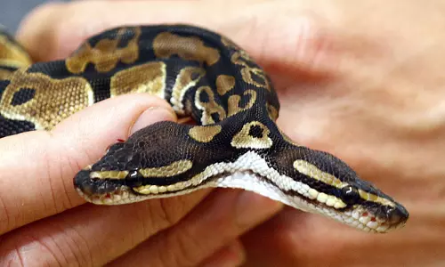 ജീവനുള്ള പാമ്പുകളെയും തേളുകളെയും വിഴുങ്ങുന്ന സാഹസികനെ പരിചയപ്പെടാം ജീവനുള്ള പാമ്പുകളെയും തേളുകളെയും വിഴുങ്ങുന്ന സാഹസികനെ പരിചയപ്പെടാം