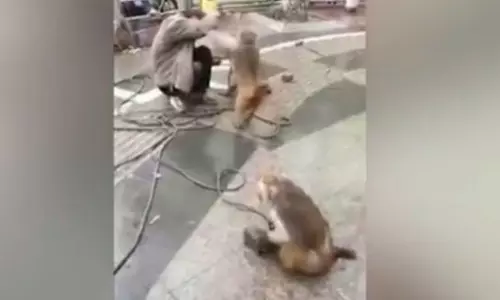 ഒരു കരണത്തടിച്ചാല്‍ മറുകരണമല്ല, യജമാനന് നേര്‍ക്ക് തല്ലോട് തല്ലുമായി ഒരു കുരങ്ങന്‍