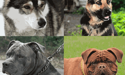 നായകളെ ഇറക്കുമതി ചെയ്യുന്നതിനും വില്പന നടത്തുന്നതിനും യുഎഇയില് നിരോധത്തിന് സാധ്യത നായകളെ ഇറക്കുമതി ചെയ്യുന്നതിനും വില്പന നടത്തുന്നതിനും യുഎഇയില് നിരോധത്തിന് സാധ്യത