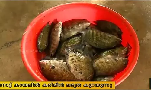വേമ്പനാട്ട് കായലില് കരിമീന് ലഭ്യത കുറയുന്നു; മത്സ്യതൊഴിലാളികള് ദുരിതത്തില് വേമ്പനാട്ട് കായലില് കരിമീന് ലഭ്യത കുറയുന്നു; മത്സ്യതൊഴിലാളികള് ദുരിതത്തില്