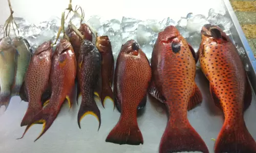 സൌദി മത്സ്യവിപണിയില്‍ വന്‍ക്ഷാമം