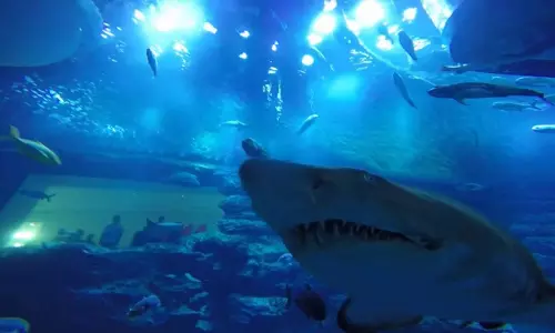 ദുബൈ മാളിലെ അണ്ടര്‍വാട്ടര്‍ സൂവില്‍ സ്രാവുകള്‍ക്കായി പ്രത്യേക ഇടനാഴി