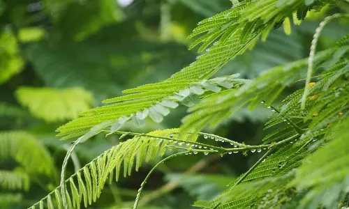 പ്രകൃതിക്ക് തണല് വിരിച്ച് പയ്യന്നൂര് സീക്ക് മൂന്നര പതിറ്റാണ്ട് പിന്നിടുന്നു പ്രകൃതിക്ക് തണല് വിരിച്ച് പയ്യന്നൂര് സീക്ക് മൂന്നര പതിറ്റാണ്ട് പിന്നിടുന്നു