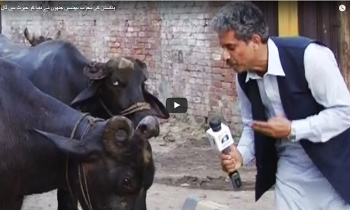 ഓവര്‍ ബ്രിഡ്ജ് കയറി ഇറങ്ങുക ബുദ്ധിമുട്ടാണ്: പോത്ത് മാധ്യമപ്രവര്‍ത്തകനോട്