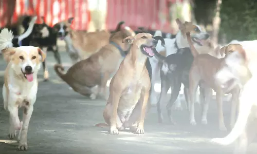 തിരുവനന്തപുരത്ത് വീണ്ടും തെരുവ് നായകളുടെ ആക്രമണം