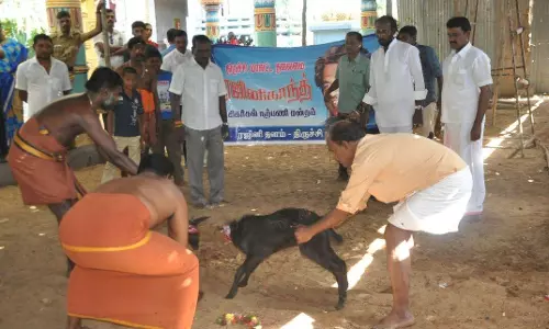 കബാലിയുടെ വിജയത്തിന് ആരാധകരുടെ മൃഗബലി