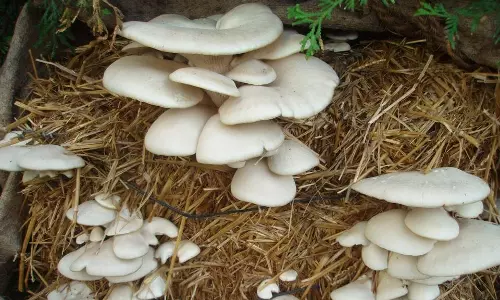 പോഷക ഗുണത്തില്‍ വമ്പന്‍, അറിയാം ചില കൂണ്‍ വിശേഷങ്ങള്‍