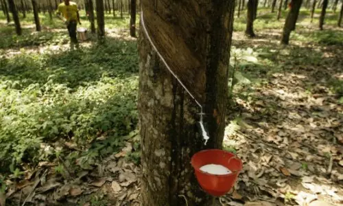 റബര്‍ സബ്സിഡി നിര്‍ത്തിവെച്ചു