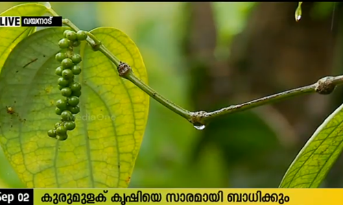 വയനാട്ടില്‍ മഴ കുറഞ്ഞത് കൃഷിയെ ബാധിക്കുന്നു