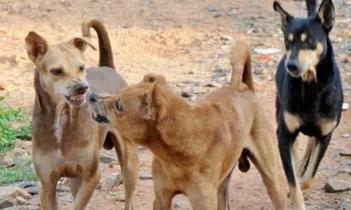 തെരുവ് നായ്ക്കളുടെ ആക്രമണങ്ങളെ പ്രതിരോധിക്കാന്‍ പദ്ധതിയുമായി സംസ്ഥാന സര്‍ക്കാര്‍