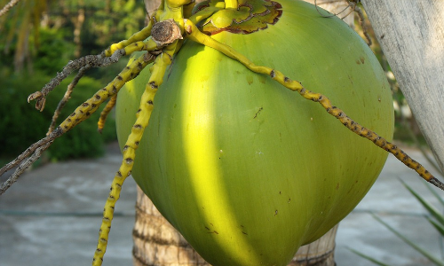 ഇവിടെ മദ്യപിച്ചാല്‍ തേങ്ങയാണ് പിഴ