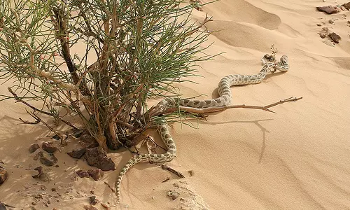 സൌദിയില് വേനല്ചൂട് കനത്തതോടെ ഇഴ ജന്തുക്കളും വിഷപ്പാമ്പുകളും പുറത്തിറങ്ങുന്നു സൌദിയില് വേനല്ചൂട് കനത്തതോടെ ഇഴ ജന്തുക്കളും വിഷപ്പാമ്പുകളും പുറത്തിറങ്ങുന്നു