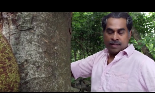 ഇതാ ഒരു ചക്കപ്പാട്ട്; സയനോര ഈണമിട്ട ഗാനം കാണാം