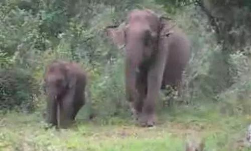 മറയൂരില് ആനശല്യം രൂക്ഷമാകുന്നു; കര്ഷകര് കൃഷി ഉപേക്ഷിക്കുന്നു മറയൂരില് ആനശല്യം രൂക്ഷമാകുന്നു; കര്ഷകര് കൃഷി ഉപേക്ഷിക്കുന്നു