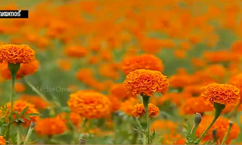 ഗുണ്ടല്‍പേട്ടില്‍ മഴ കുറഞ്ഞു, ഓണത്തിന് പൂവില കൂടും