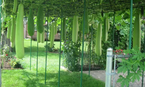 അറിയാമോ ചുരയ്ക്ക ഒരു സംഭവമാണ്, ചുരയ്ക്കാ ജ്യൂസും