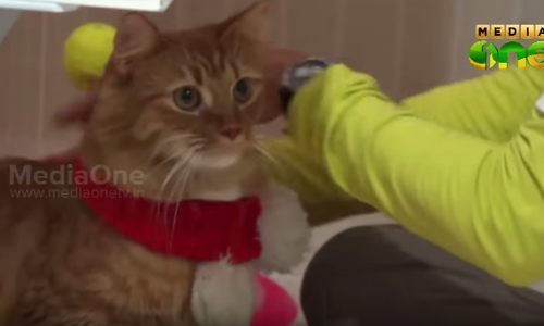 പൂച്ചകളാണ് ഈ ഹോട്ടലിലെ അതിഥികള്‍