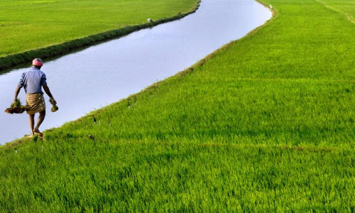 മഴ ദുര്‍ബലം; ആശങ്കയോടെ തൃശൂരിലെ കോള്‍ കര്‍ഷകര്‍