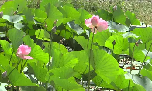 മതസൌഹാര്‍ദ്ദത്തിന്റെ ചരിത്രം പറയുന്ന തിരുനാവായിലെ താമരപ്പാടങ്ങള്‍