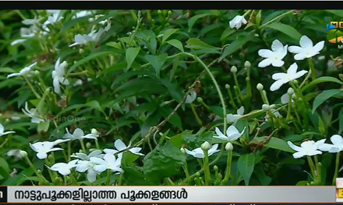 നാടന്‍ പൂക്കളങ്ങളില്‍ തെളിയുന്നത് ജൈവവൈവിധ്യം
