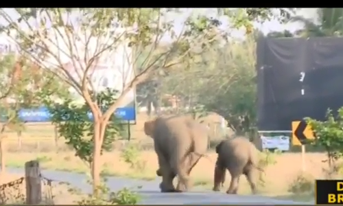 നാടുകാണാനിറങ്ങിയ അമ്മയാനയും കുഞ്ഞാനയും തിരിച്ചെത്തിയതായി വനംവകുപ്പ്