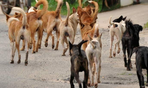 ചത്ത തെരുവുനായ്ക്കളുമായി യൂത്ത് ഫ്രണ്ടിന്റെ പ്രതിഷേധ റാലി