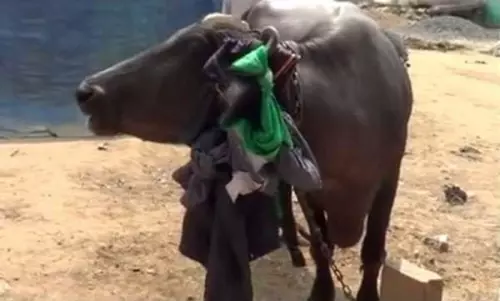 വീട്ടിലെത്തിക്കണം; കള്ളന്മാരുടെ കണ്ണുവെട്ടിച്ച് പോത്ത് പൊലീസ് സ്റ്റേഷനില് ഹാജരായി വീട്ടിലെത്തിക്കണം; കള്ളന്മാരുടെ കണ്ണുവെട്ടിച്ച് പോത്ത് പൊലീസ് സ്റ്റേഷനില് ഹാജരായി