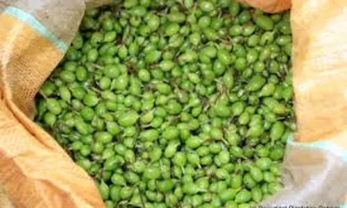 ഏലത്തിന് വിലവര്‍ധിച്ചത് കര്‍ഷകര്‍ക്ക് ആശ്വാസമായി