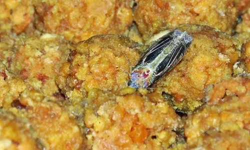 കനകദുര്‍ഗ ക്ഷേത്രത്തിലെ ലഡു പ്രസാദത്തില്‍ കീടങ്ങള്‍, 50,000 ലഡു നശിപ്പിച്ചു