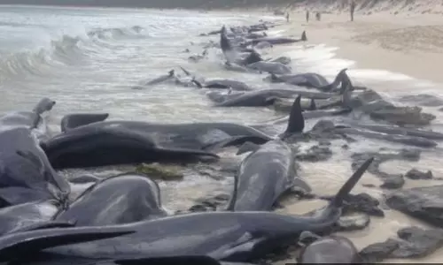 സ്വയം മരണം തിരഞ്ഞെടുത്ത് 130ലേറെ തിമിംഗലങ്ങള്‍, സ്രാവിന്റെ ആക്രമണഭീതിയില്‍ ജനം