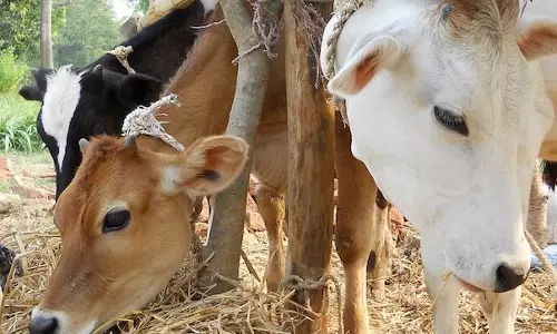 പശു, ലോകത്തിലെ ഏറ്റവും വലിയ സസ്തനി!