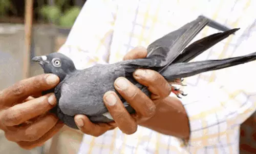മോദിക്കുള്ള കത്തുമായി വന്ന പ്രാവ് അറസ്റ്റില്‍