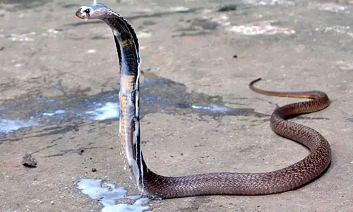 പാമ്പ് കടിയേറ്റ് അമ്മയും, വിഷം കലര്‍ന്ന മുലപ്പാല്‍ കുടിച്ച് കുഞ്ഞും മരിച്ചു