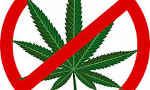 വയനാട് തോല്‍പെട്ടിയില്‍ വന്‍ കഞ്ചാവ് വേട്ട