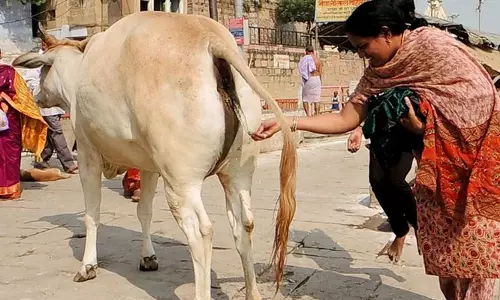 ക്ലിയോപാട്രയെപോലെ സുന്ദരിയാകാന്‍ ഗോമൂത്രവും ചാണകവും മുഖത്ത് പുരട്ടൂ!