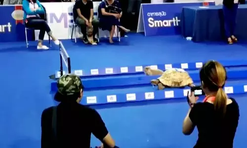 ആമയും മുയലും വീണ്ടും ഓട്ടമത്സരം നടത്തി; ജയിച്ചതാരെന്ന് വീഡിയോ പറയും