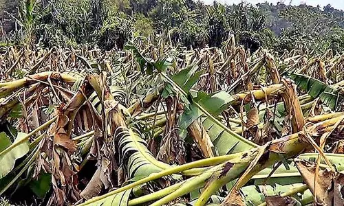 കനത്ത മഴ; വയനാട്ടില്‍ വ്യാപക കൃഷിനാശം